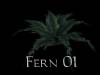 Fern